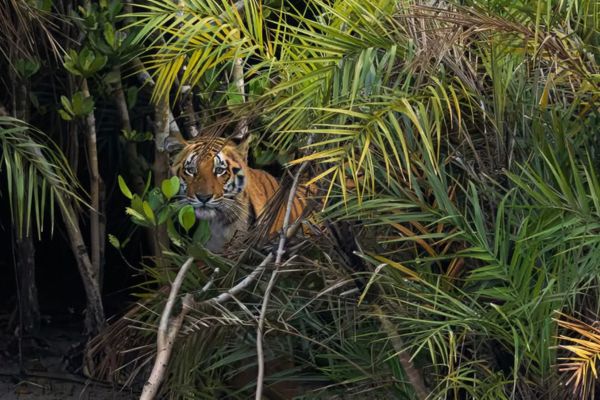 Sundarban Luxury Trip